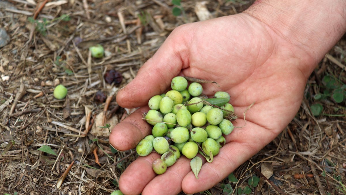 Imatge d'una collita d'olives.