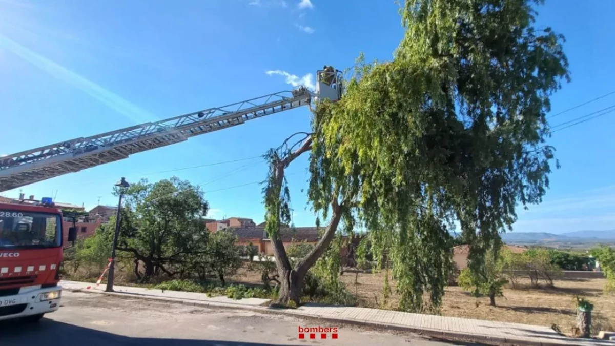 Imatge dels Bombers treballant en l'arbre de grans dimensions al Molar