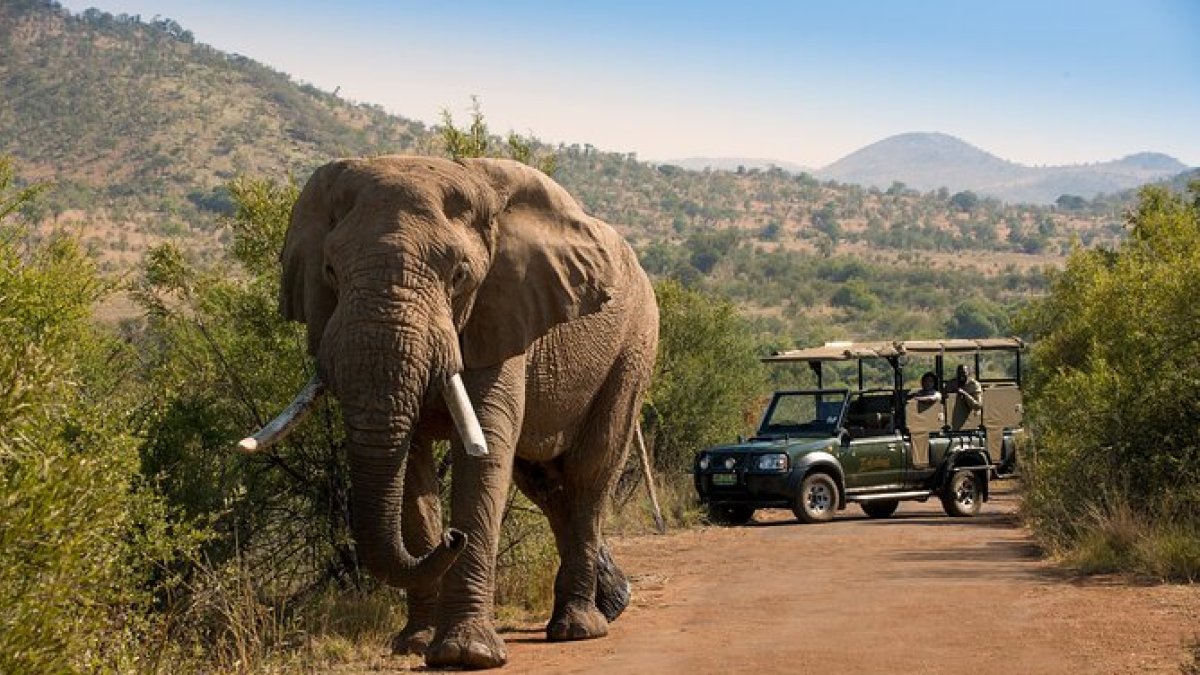 Imatge d'un elefant al Parc Nacional de Pilanesberg, a Sud-àfrica.