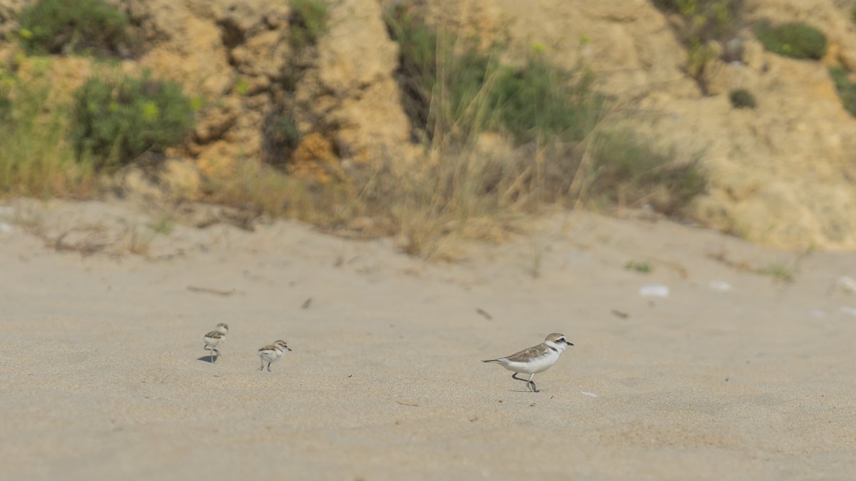 Tres parelles de corriols camanegres han fet cinc nius a la sorra de la platja