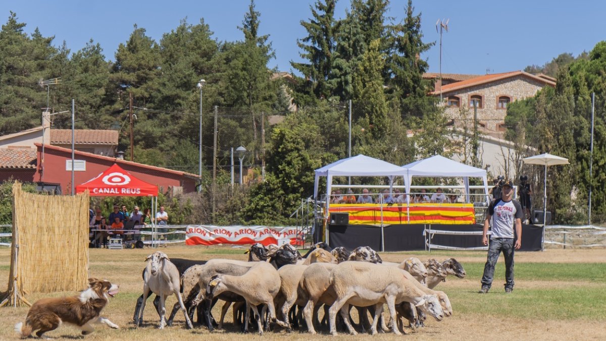 Concurs de gossos d'atura de Prades