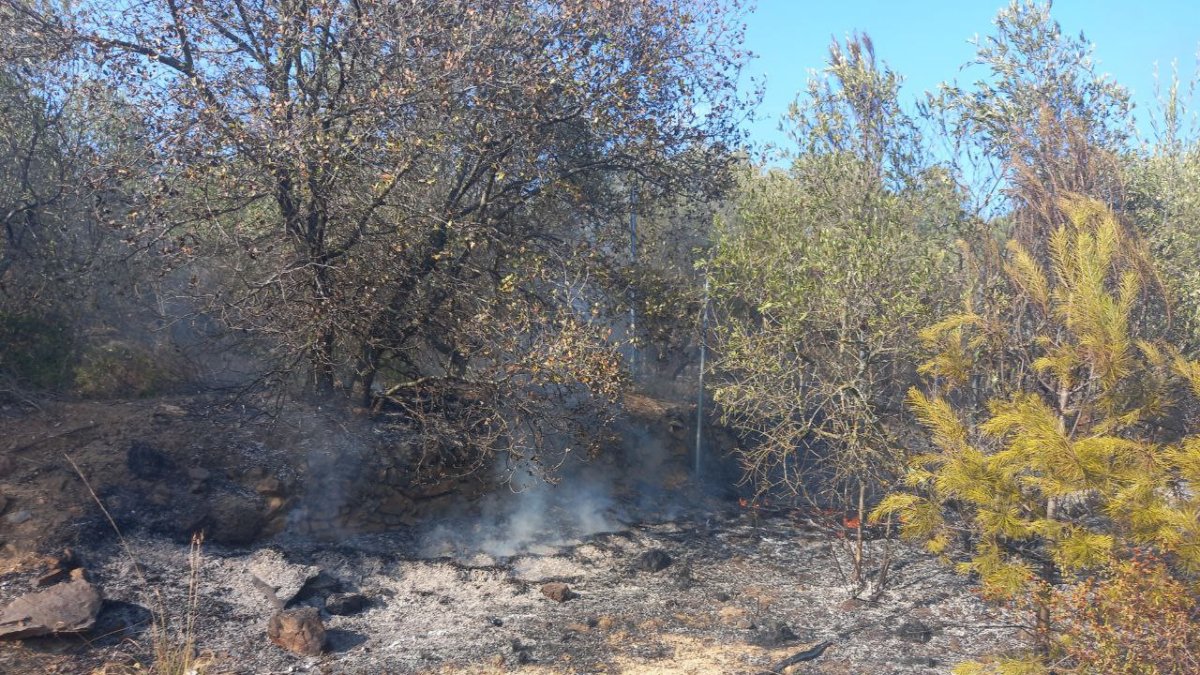 Imatge de l'incendi de vegetació a les Borges del Camp