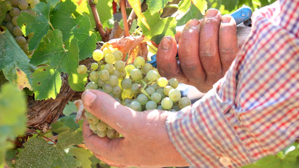 Unes mans agafen un raïm en el moment de collir-lo durant la verema 2024 al Penedès.