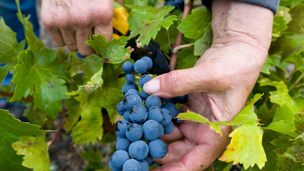 Imatge de raïm de la DOQ Priorat