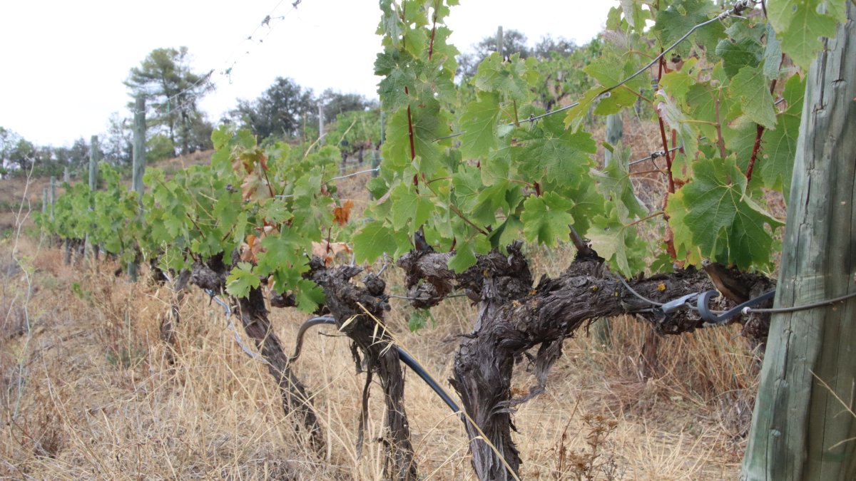 Imatge d'uns ceps que estan patint les conseqüències de la sequera, a Torroja del Priorat.