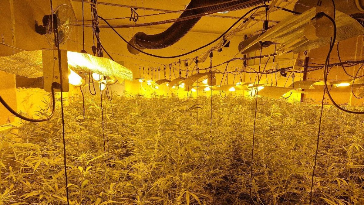 Plantació de marihuana desmantellada pels Mossos d'Esquadra en una nau industrial de Masllorenç.