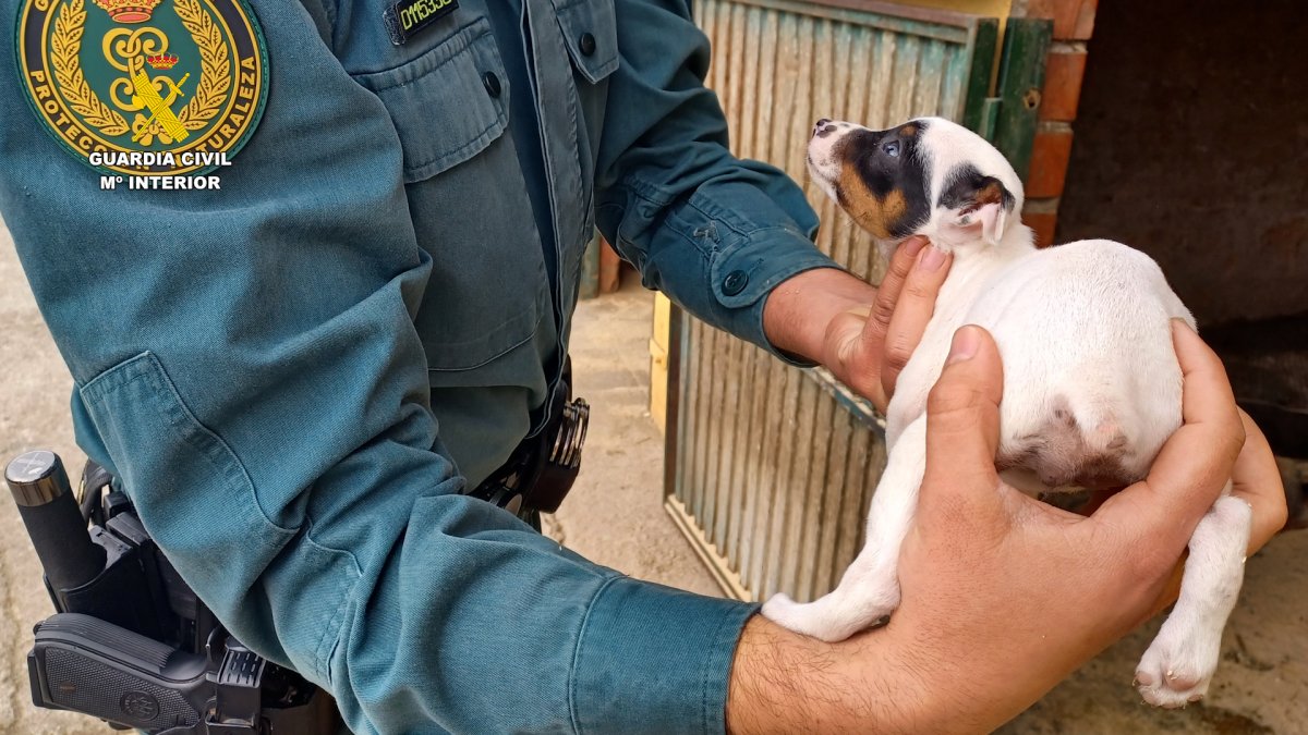 La Guàrdia Civil investiga cinc persones per maltractament animal a Tarragona