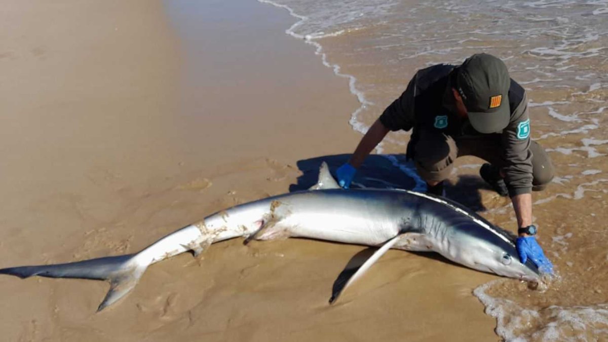 Localizan una cría de tiburón en la playa de la Arrabassada