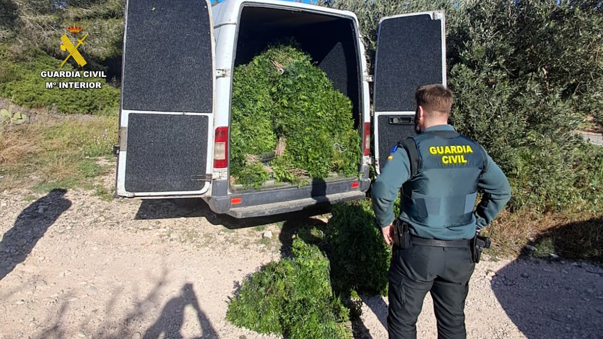 Intervienen 1.900 kg de lentisco recolectado ilegalmente en la Serra de Pàndols