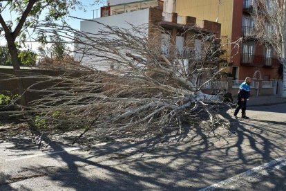 El vent causa estralls al Camp de Tarragona