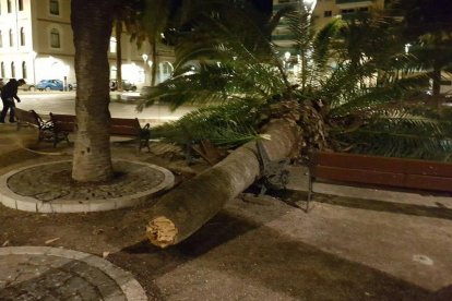 A la plaça dels Infants de Tarragona, cau una palmera.