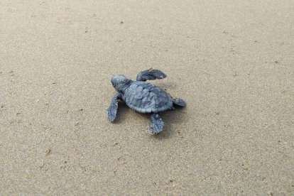 Imatge d'una tortuga careta