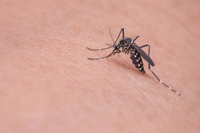 El motivo por el que aumentan las picaduras de mosquito en España y contagian enfermedades