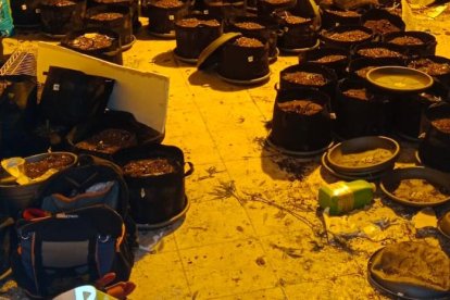 Imagen de la plantación de marihuana desmantelada.