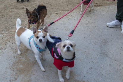 Varios perros, en las instalaciones de uno de los pipi-canes repartidos por Reus.