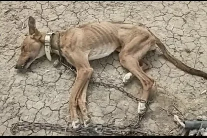 Imatge d’un dels animals.