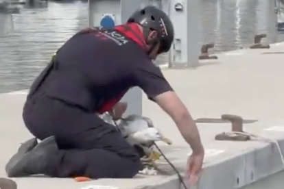 Momento del rescate de la gaviota en el puerto de Torredembarra.