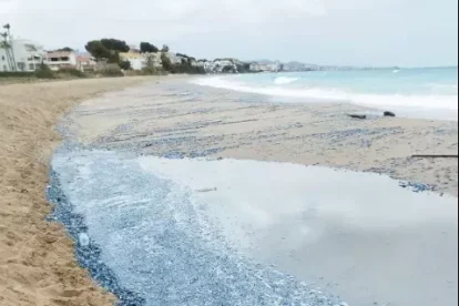 Las velellas han invadido la arena de la playa de Roda de Berà.