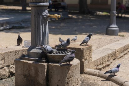 Imagen de varias palomas en una fuente