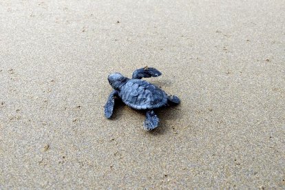 Imatge d'arxiu d'una cria de tortuga careta.