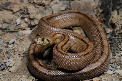 Imagen de una serpiente.