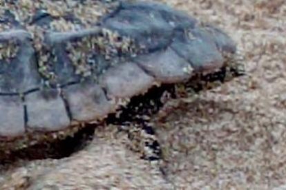 Una de las tortugas nacidas en la Savinosa