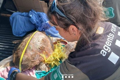 Imagen de la tortuga alelada que ha quedado atrapada en un arte de pesca ilegal