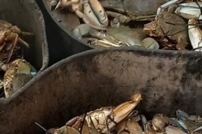 Un operativo conjunto entre el SEPRONA de Tarragona e Inspectores de Pesca de la Generalitat permite incautar 60 kg de cangrejo azul sin documentación que garantice la trazabilidad