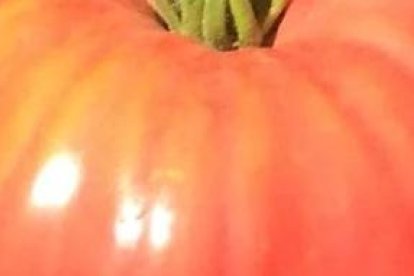 Imagen de un tomate Còrsega del Montsant, recuperada por La Safranòria
