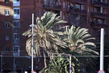 Imatge d'unes palmeres afectades per la força del vent