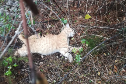 Imagen de un gato muerto después de ser atacado.