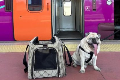 Se permite un perro grande por viajero, con un máximo de dos perros grandes por tren, en un solo coche y siempre en un espacio fijo de dos plazas determinadas.