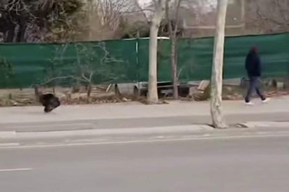 Imagen del pavo paseándose por Tarragona y, aparentemente, siguiendo a una persona.