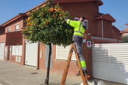 Un miembro de la brigada de Reus cogiendo naranjas de un árbol.