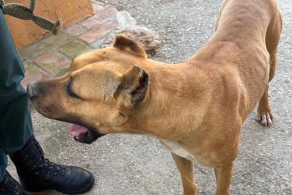 Imagen de uno de los perros con las orejas mutiladas.