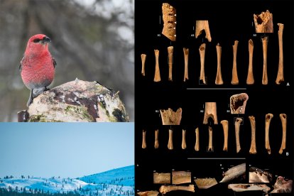Han identificado restos fósiles del camachuelo picogrueso, un ave propia de regiones boreales, en la Cueva del Cudó de Mont-ral.