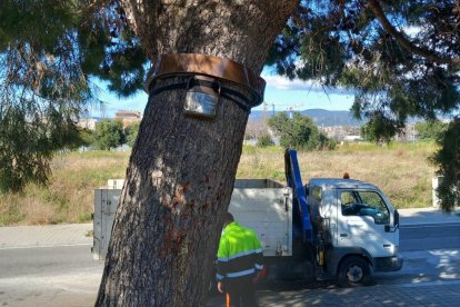 Imatge d'una trampa per a tractar la processionària.