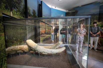 Restos de defensas de mamut, la ‘joya de la corona’ del nuevo Espacio Mammuthus de la Canonja.