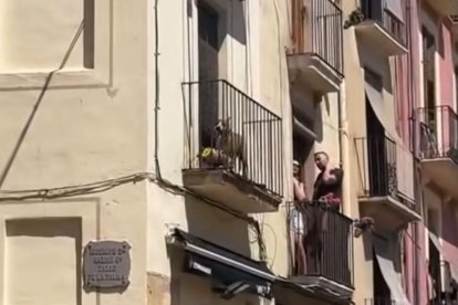 Imatge del gos al balcó, atrapat, just abans que els Bombers el rescatin.