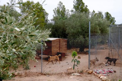 Imagen de los perros de la protectora de animales de Aldover hasta donde llegó el incendio cerca.