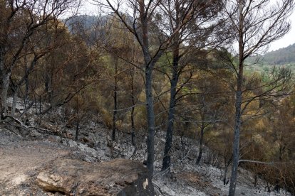 Part calcinada per l'incendi de Paüls a Alfara de Carles.