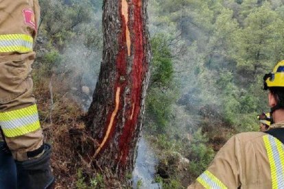 Imatge de l'arbre impactat pel llamp