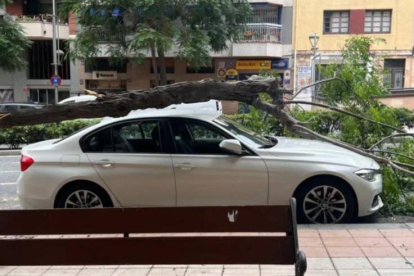 Árbol caído a la Avenida Catalunya