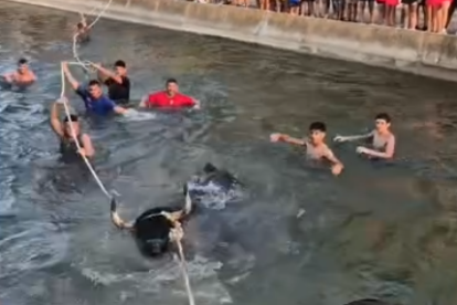 Instant del bou capllaçat al canal.