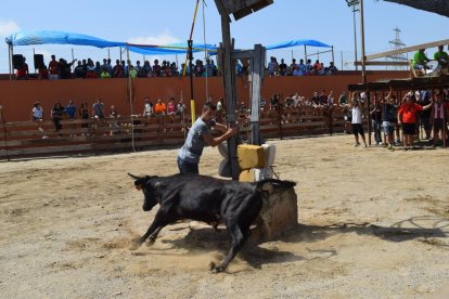 El municipi del Morell s'ha aplegat, aquest dissabte al matí, per donar el tret de sortida a la 29ª edició del tempteig de vaquetes.