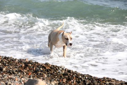 Sólo cinco municipios de Tarragona ofrecen playas para perros