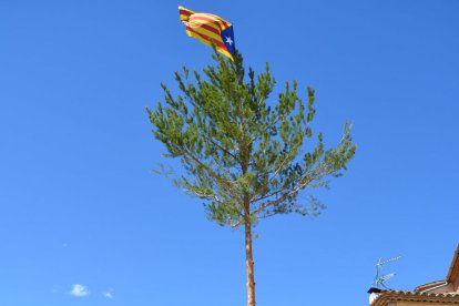 Tradicional plantada del pi del primer de maig a la Febró