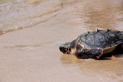 Primer pla d'una de les tortugues endinsant-se al mar, el 31 d'agost del 2016