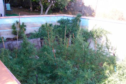 Plantació de marihuana trobada a l'interior d'una piscina en desús d'una masia de Riudecanyes.