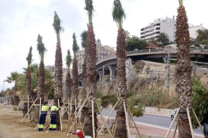 Imatge de les palmeres que han estat replantades.